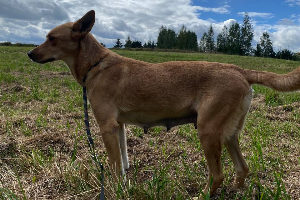 Profile picture of Bambi